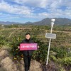 【有机认证】赣南老树脐橙  3公斤/5公斤/10公斤 商品缩略图2