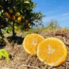 【有机认证】赣南老树脐橙  3公斤/5公斤/10公斤 商品缩略图0