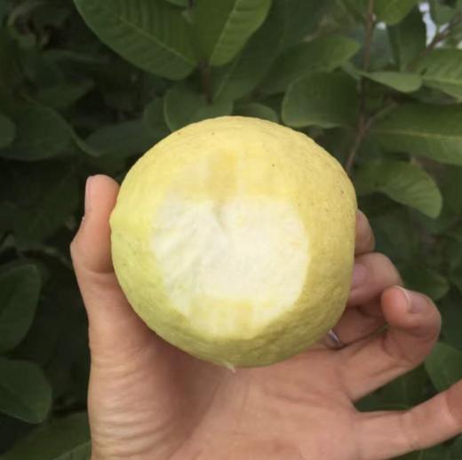 【黄金奶油芭乐】软糯香甜、香气迷人、口感类似榴莲中的猫山、可香可糯可甜 商品图3