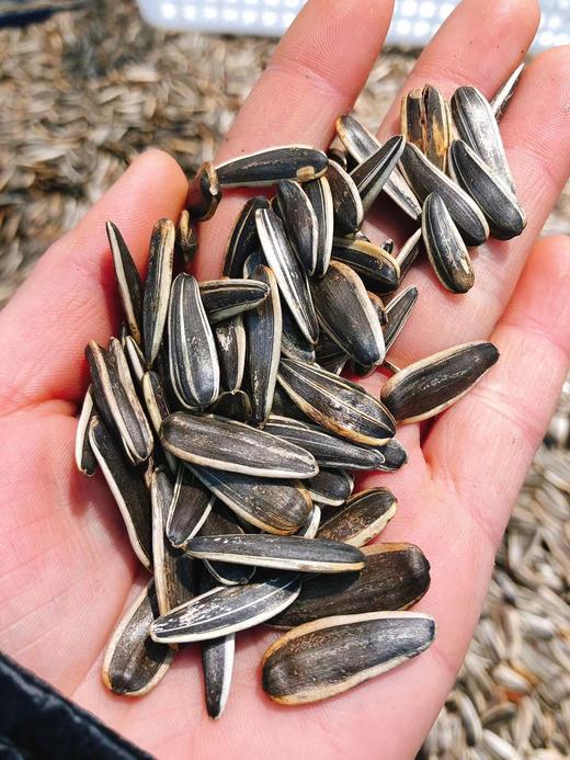 原味香瓜子一袋（拼团） 商品图3