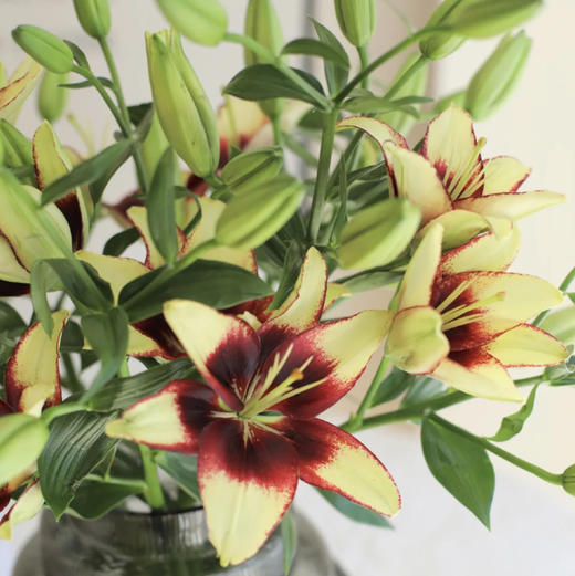 【水墨柔情亚百合】10-12朵/份  买2份减20元 每一片花瓣都张扬着个性 
 无香味（本次销售为多头百合） 商品图4