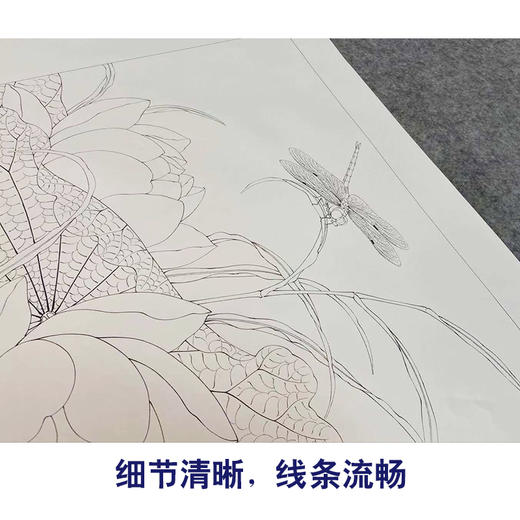 【有步骤、大彩图】李晓明工笔画白描底稿斗方小品《临余稚荷花蜻蜓》临摹勾线花鸟线稿KG23 商品图4