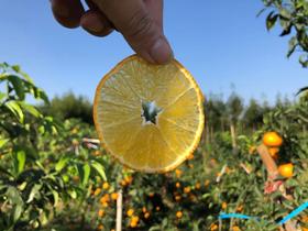  细嫩像果冻，皮薄如锡纸！ 