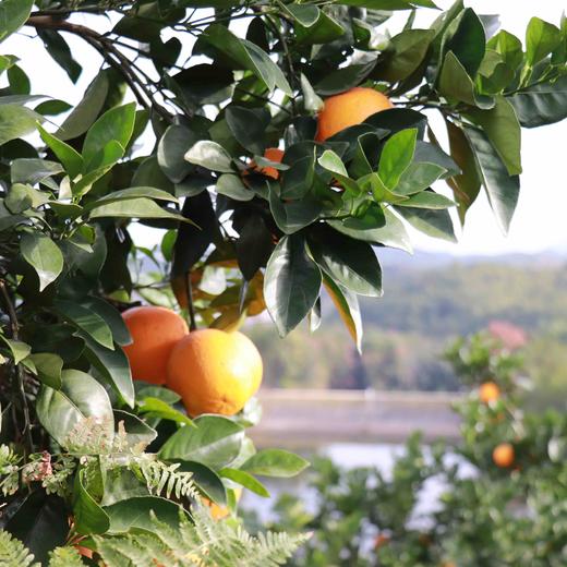 【有机认证】赣南老树脐橙  3公斤/5公斤/10公斤 商品图8