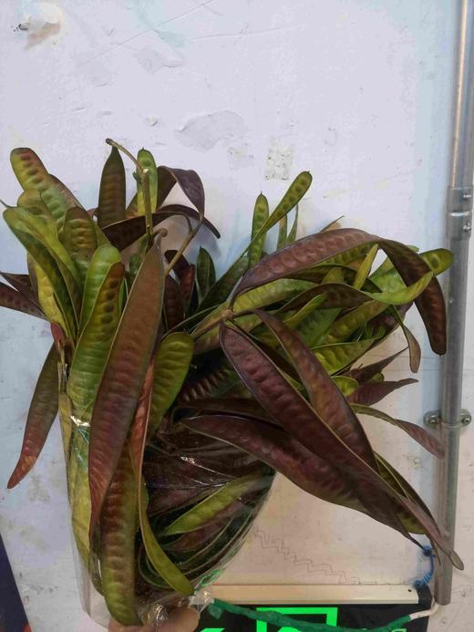 配叶-巴豆叶-10枝 商品图0