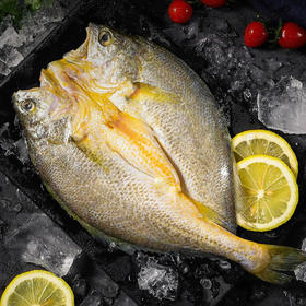 宁德黄花鱼鲞黄花鱼【0防腐 国家地理标志产品】50米以下海水养足300天 烹饪简单大黄鱼250g/条