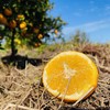 【有机认证】赣南老树脐橙  3公斤/5公斤/10公斤 商品缩略图1