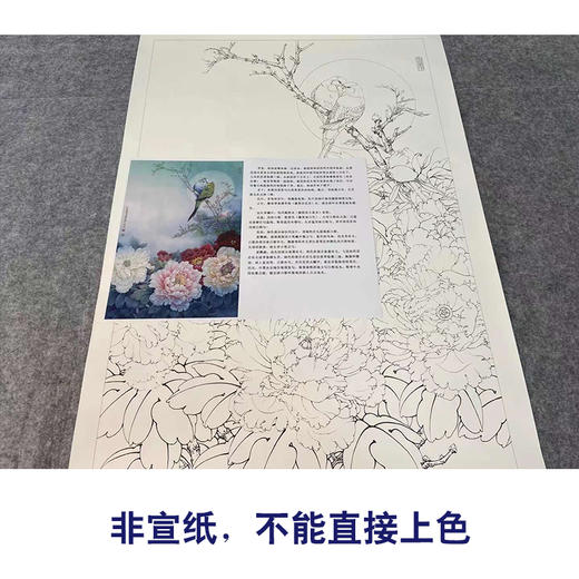 【有步骤、大彩图】李晓明竖幅工笔花鸟画白描底稿《牡丹鹦鹉图》多种白描尺寸可选KG16 商品图2