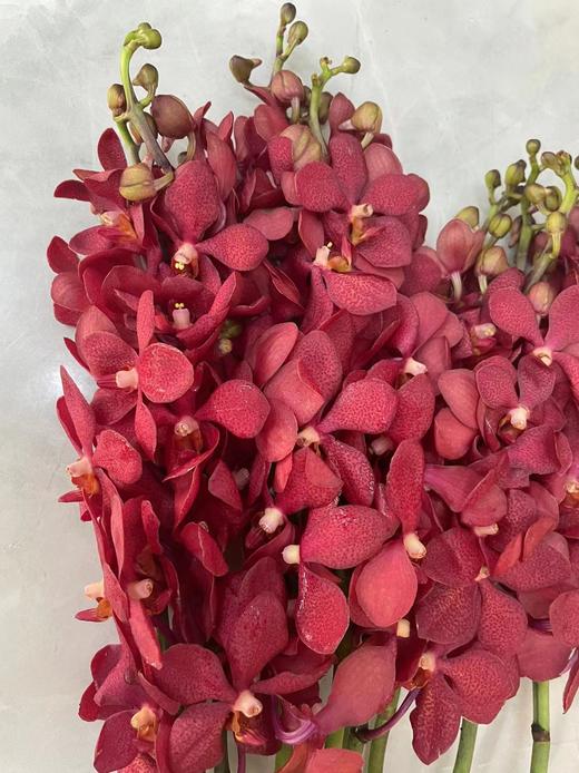 千代红 10枝/扎 商品图9