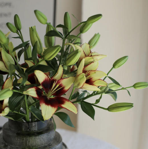 【水墨柔情亚百合】10-12朵/份  买2份减20元 每一片花瓣都张扬着个性 
 无香味（本次销售为多头百合） 商品图6