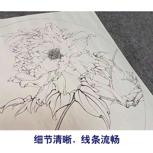 【有步骤、大彩图】李晓明工笔画白描底稿小品《胜葛巾》牡丹花鸟线稿KG20 商品图4