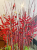 新年圣诞布置丨冬青插花（含盆器高约1.8米） 商品缩略图5