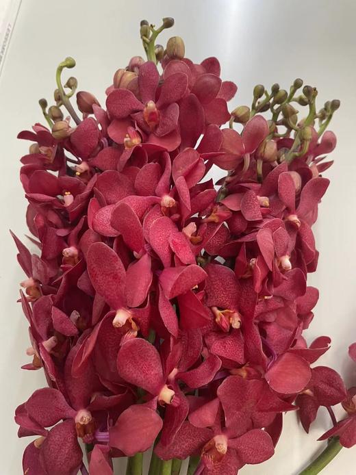 千代红 10枝/扎 商品图10