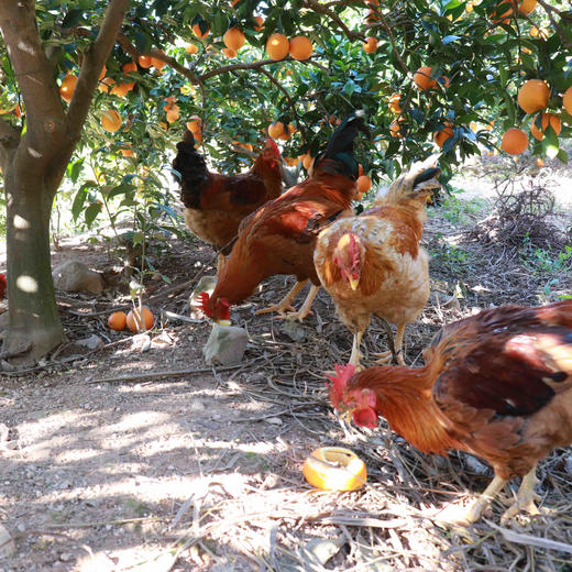 深山散养全绿壳土鸡蛋（30枚单个重40g-45g) 商品图14