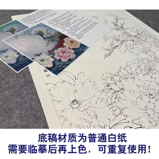 【有步骤、大彩图】李晓明竖幅工笔花鸟画白描底稿《牡丹鹦鹉图》多种白描尺寸可选KG16 商品图3