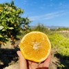【有机认证】赣南老树脐橙  3公斤/5公斤/10公斤 商品缩略图3