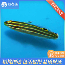 黄纹虾虎Amblygobius hectori