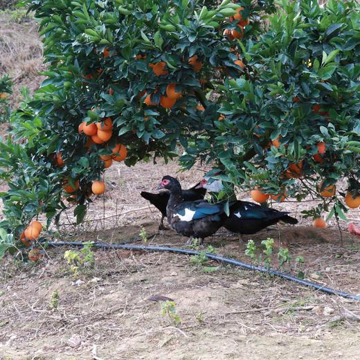 【有机认证】赣南老树脐橙  3公斤/5公斤/10公斤 商品图11