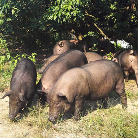 【黑精刚】黑毛猪豪华大礼盒龙骨 排骨五花肉梅花肉猪肘 里脊肉11斤装