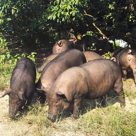 【黑精刚】黑毛猪豪华大礼盒龙骨 排骨五花肉梅花肉猪肘 里脊肉11斤装 商品图0