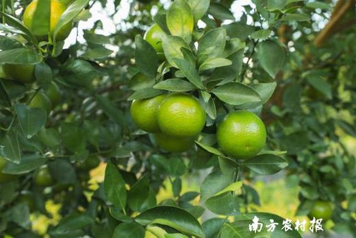 德庆贡柑五斤装 商品图8