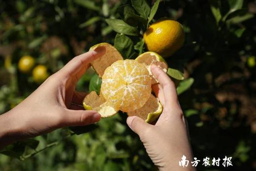 德庆贡柑五斤装 商品图9