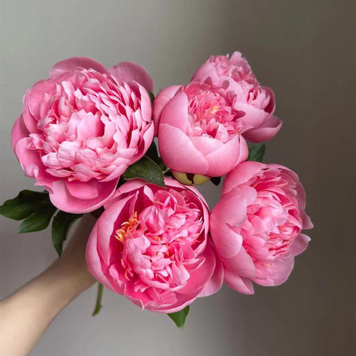 新西兰进口三文鱼蚀刻鲑鱼芍药花1支 商品图2