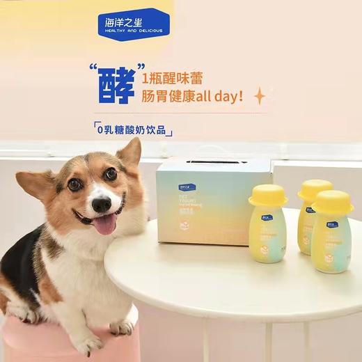 【夏日饮品】海洋之星宠物猫犬酸奶“小黄帽”补水发育营养0乳糖200ml 商品图1