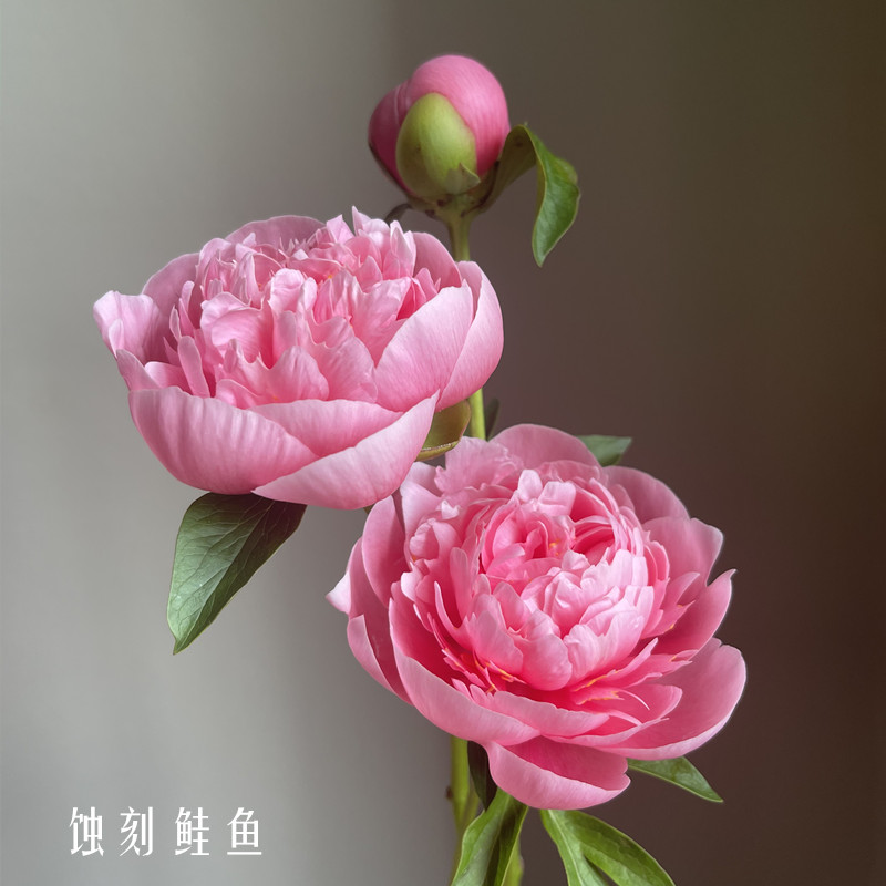 进口品种三文鱼蚀刻鲑鱼芍药花5支