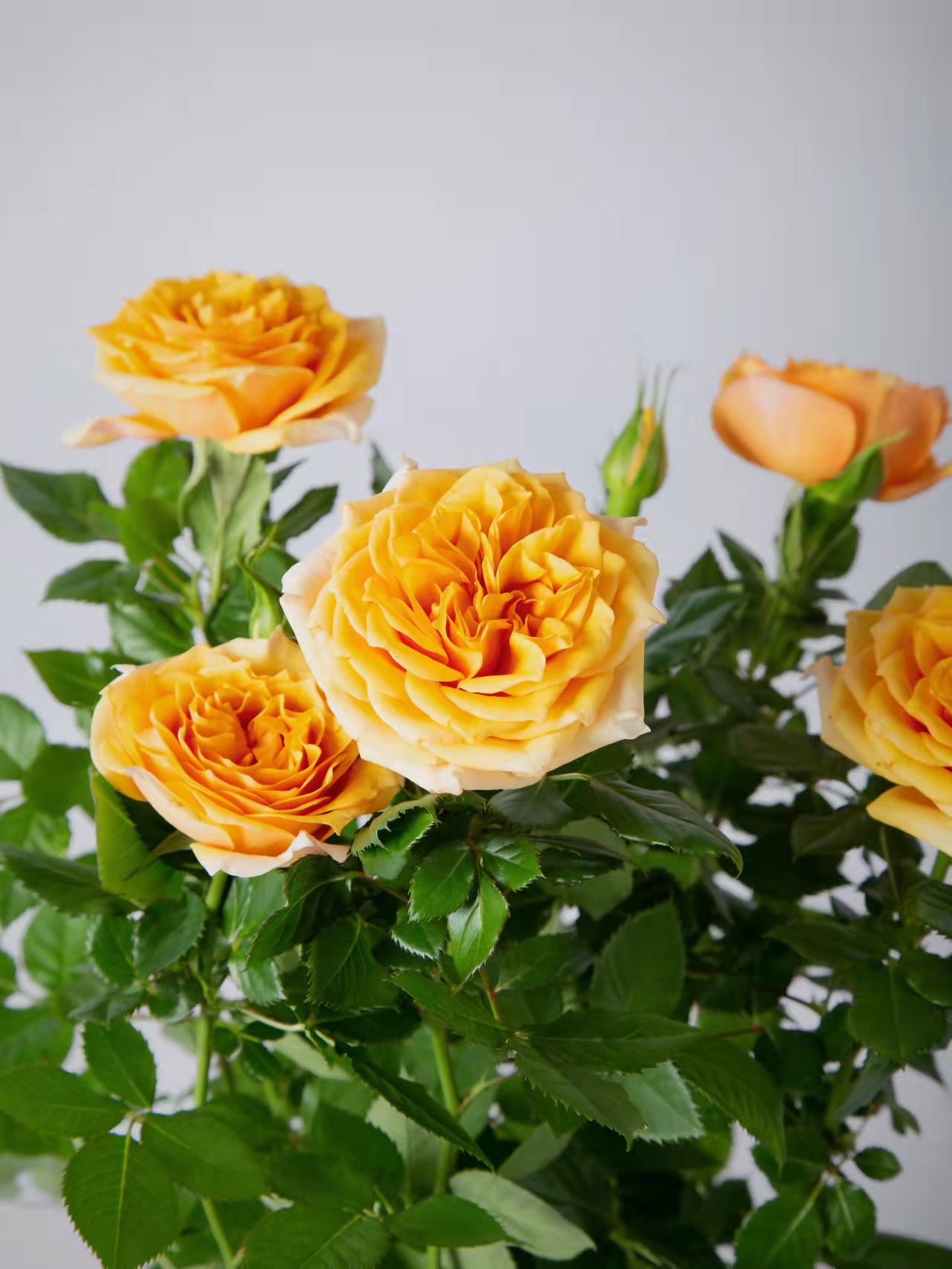 玫瑰盆栽(颜色随机）