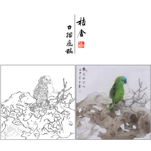【有步骤】王震工笔画白描底稿斗方小品《能言亦可人》鹦鹉初学者临摹花鸟线稿WZ21 商品图0
