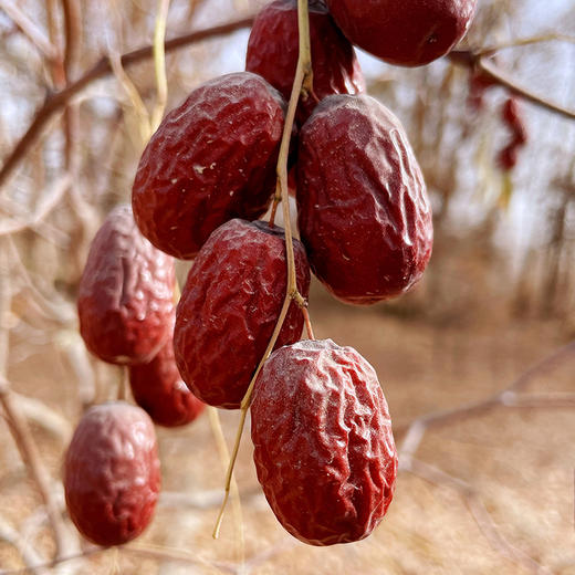 新疆【若羌灰枣】带灰原枣，果肉紧实，富有弹性，饱满核小，清晨小粥，零食佳选！ 商品图0