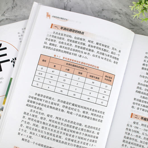 羊常见病中兽医诊治 商品图8