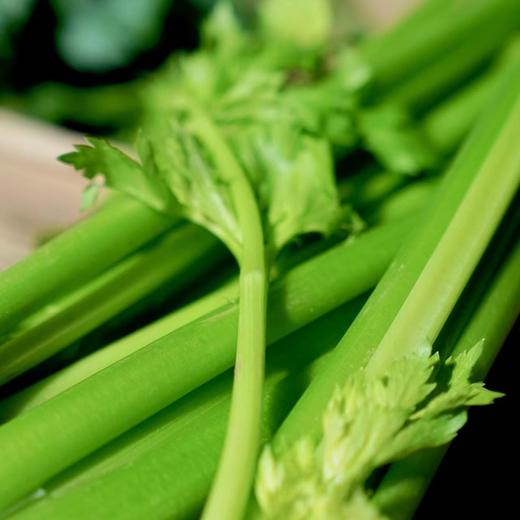 【下单后48小时左右发货】山东济南 章丘 鲍芹2斤装左右 商品图3