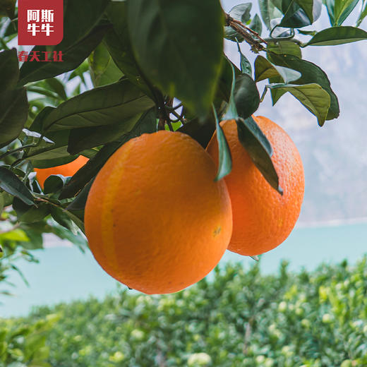 最正宗的雷波脐橙大凉山青杠村雷波纽荷尔脐橙带箱礼盒10斤装