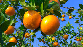 果肉果皮均佳！德庆贡柑吃肉留皮，权威检测报告出炉