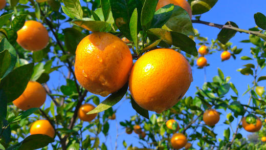 德庆贡柑五斤装 商品图4