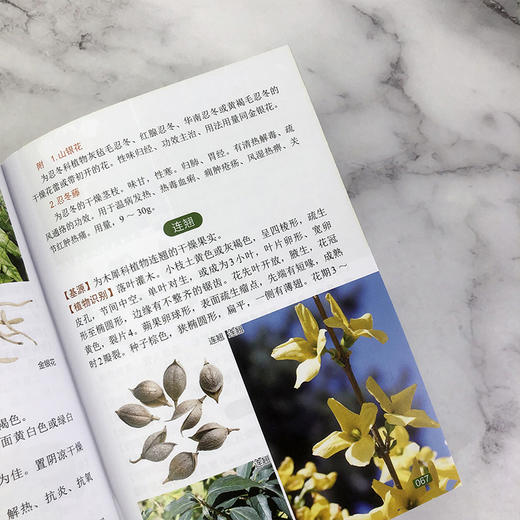 袖珍中草药彩色图谱（第二版) 商品图6