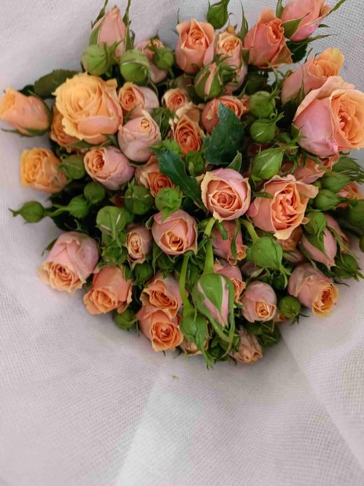 昆明玫瑰宝贝爱人多头10支扎a级