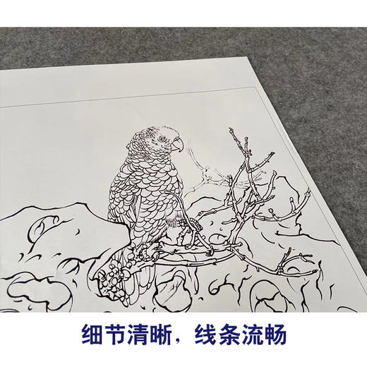 【有步骤】王震工笔画白描底稿斗方小品《能言亦可人》鹦鹉初学者临摹花鸟线稿WZ21 商品图4