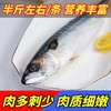 【顺丰包邮】青岛本地海捕—小鲐鲅鱼4斤装（每条半斤左右） 商品缩略图1