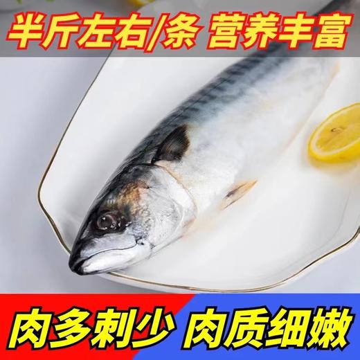 【顺丰包邮】青岛本地海捕—小鲐鲅鱼4斤装（每条半斤左右） 商品图1
