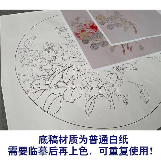 【有步骤】王震工笔画白描底稿圆形小品《茶花图》初学者临摹花鸟线稿WZ24 商品图3