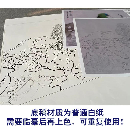 【有步骤】王震工笔画白描底稿斗方小品《能言亦可人》鹦鹉初学者临摹花鸟线稿WZ21 商品图3