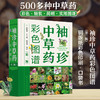 袖珍中草药彩色图谱（第二版) 商品缩略图0