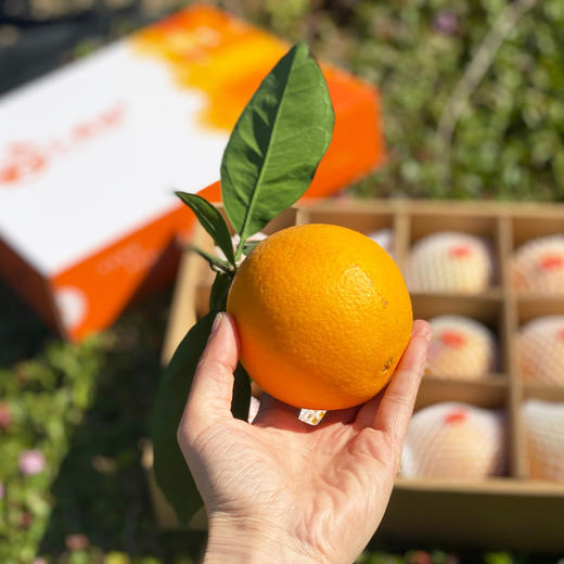 福利活动『江西赣南脐橙』寻乌核心产区，浓甜多汁，芳香脆嫩，现摘现发 商品图14