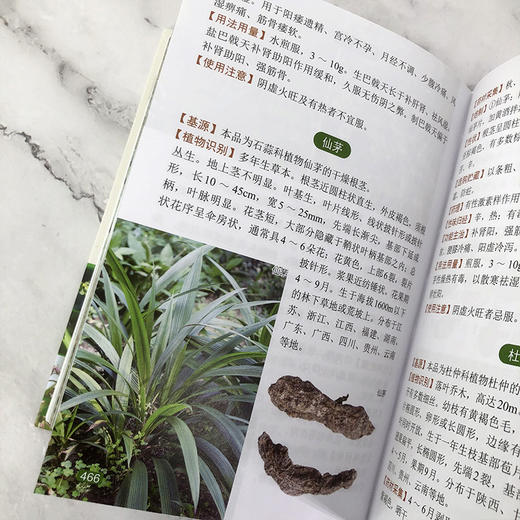 袖珍中草药彩色图谱（第二版) 商品图10