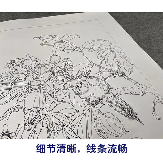 【有步骤】王震工笔画白描底稿《谁识别处客》牡丹鹦鹉初学者临摹花鸟线稿WZ15 商品图4