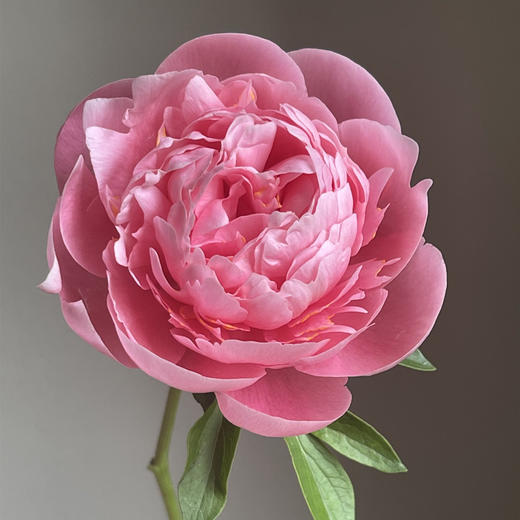 新西兰进口三文鱼蚀刻鲑鱼芍药花1支 商品图1