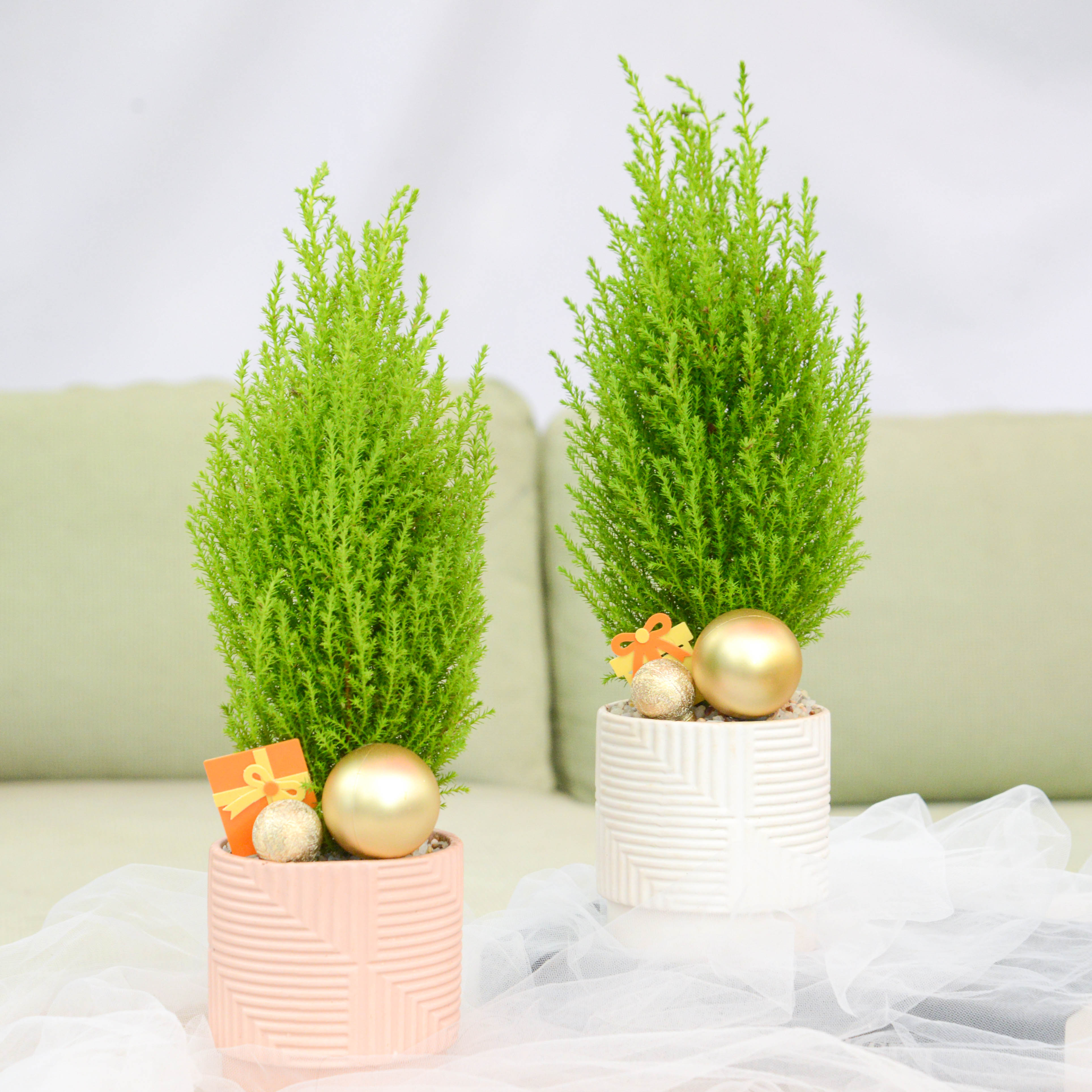 圣诞树香松盆栽